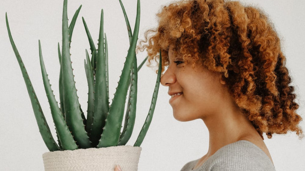 6 Reasons To Add Aloe Vera To Your Natural Hair Care Routine 2088