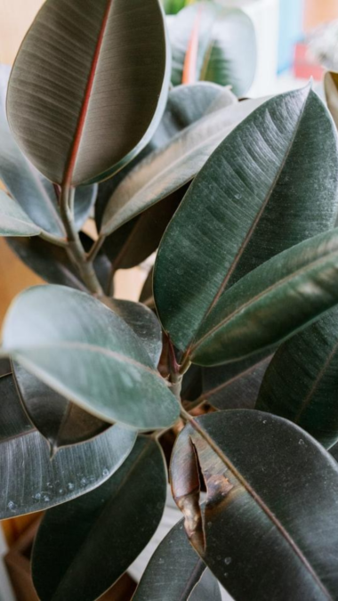 Indoor House Plants for Beginners That Are Hard to Kill